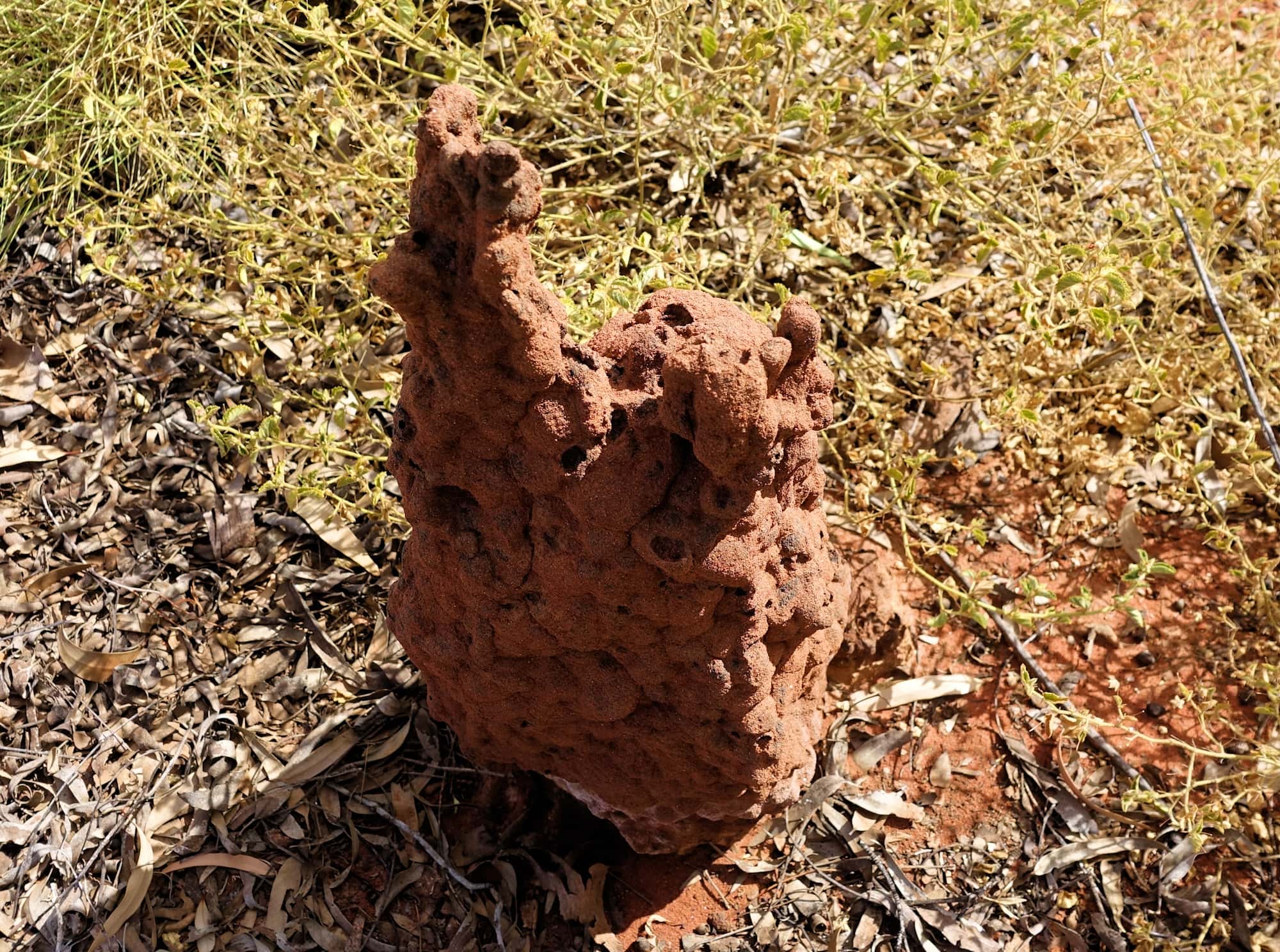 Nasutitermes triodiae termite mound, Palm Valley, Finke Gorge National Park