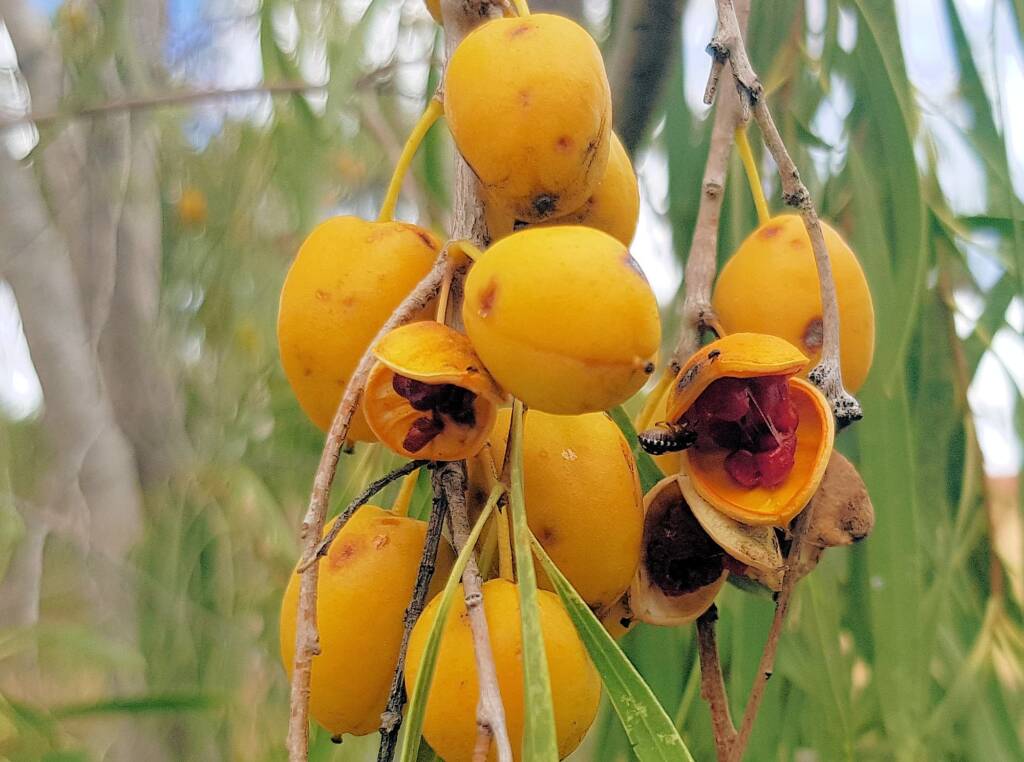Native Apricot (Pittosporum angustifolium)
