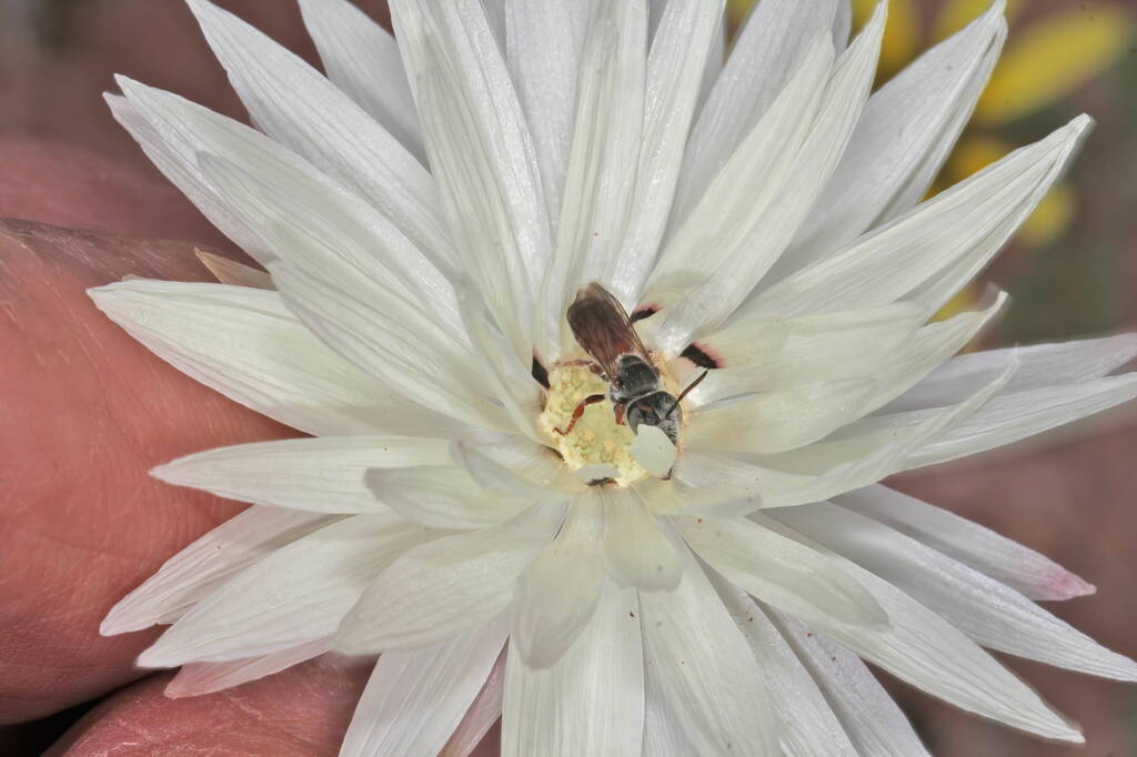 Native bee on wildflowers (GoBeeWA 2014), Mullewa, WA © Marc Newman