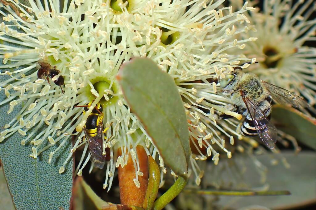 Amegiila chlorocyanea, Hylaeus elegans and Exoneura sp on Eucalyptus platypus © Gary Taylor