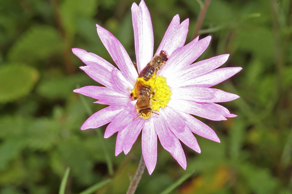Native bee on wildflowers (GoBeeWA 2014), Mullewa, WA © Marc Newman