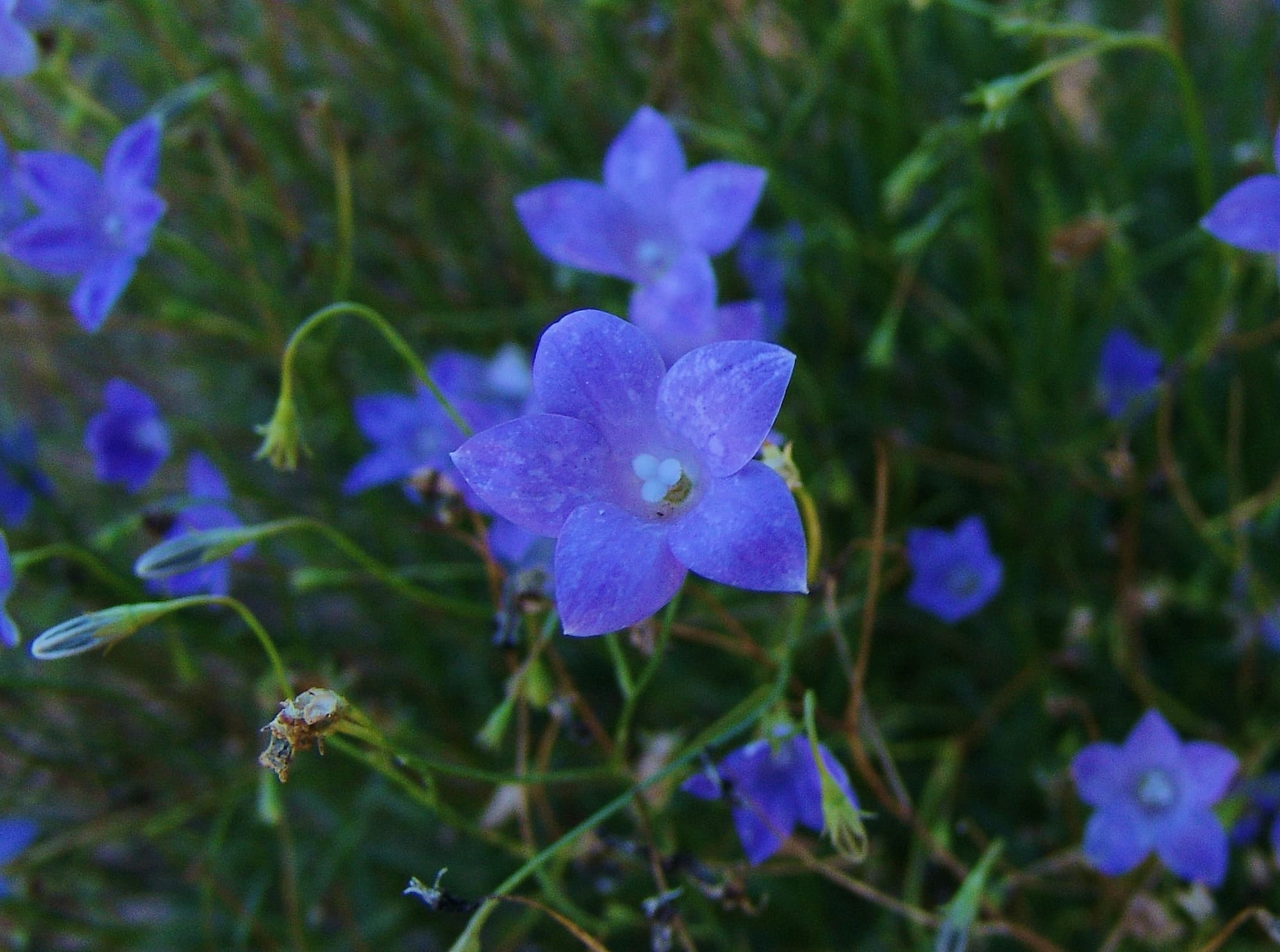 Native Bluebell (Wahlenbergia gracilis), Araluen Cultural Precinct, Alice Springs NT
