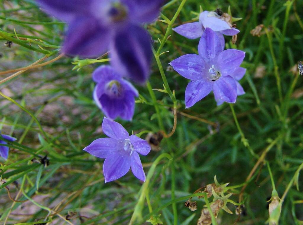 Native Bluebell (Wahlenbergia gracilis), Araluen Cultural Precinct, Alice Springs NT