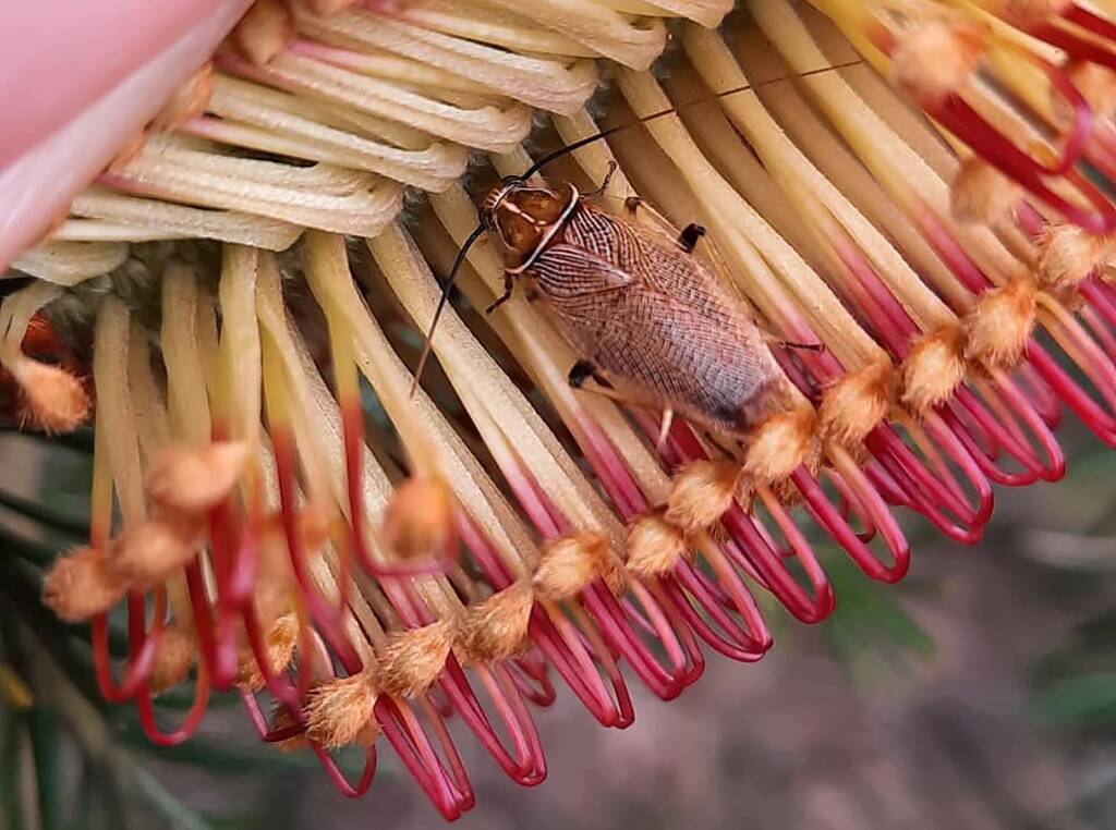 Native Cockroach (Balta bicolor), Randwick NSW © Jennifer Mather