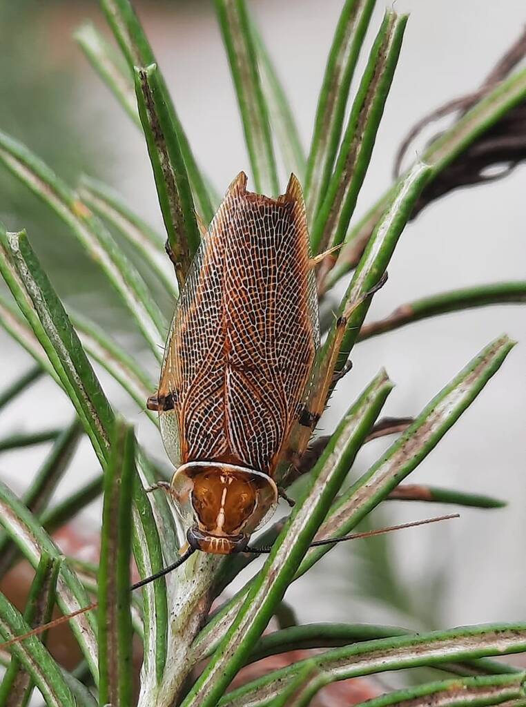 Native Cockroach (Balta bicolor), Randwick NSW © Jennifer Mather