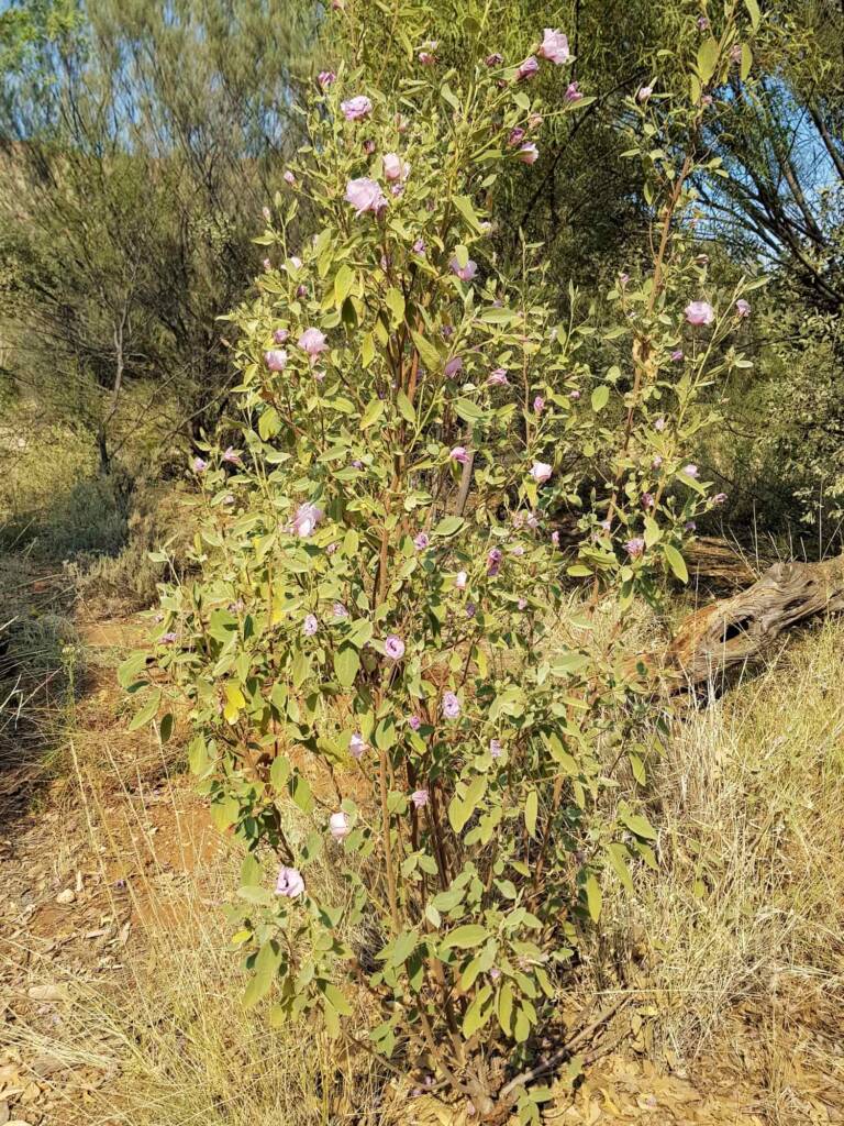 Native Cotton Bush (Gossypium australe), Alice Springs Desert Park NT