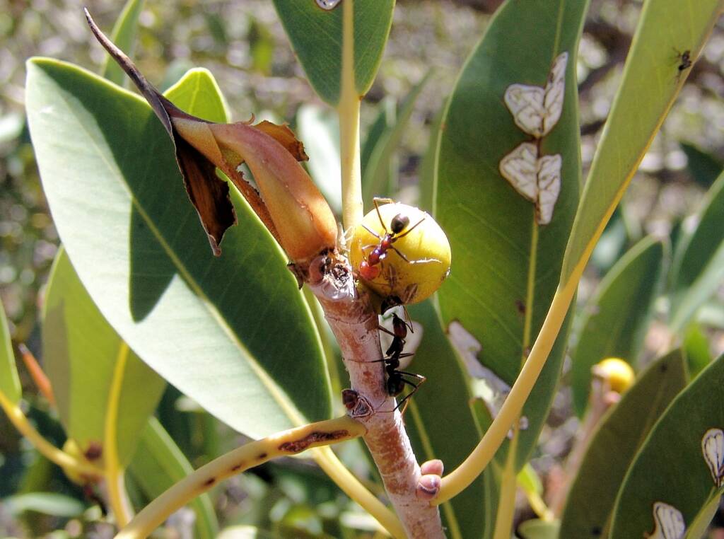 Native Fig (Ficus platypoda), Finke Gorge National Park