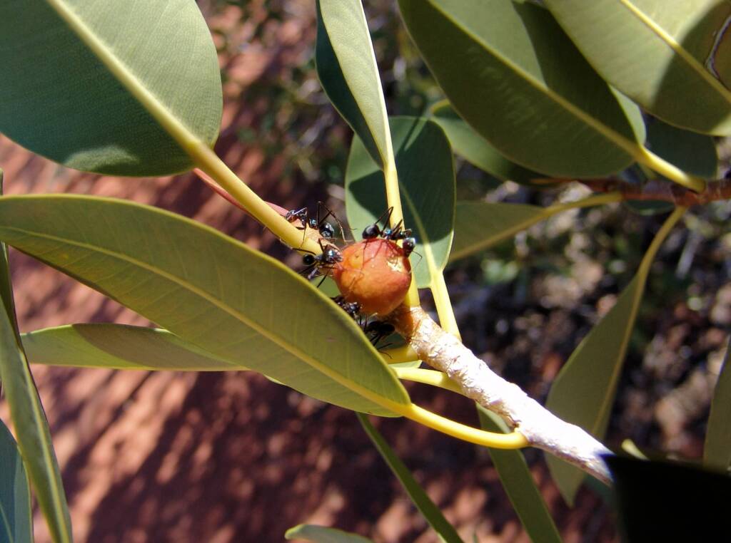 Native Fig (Ficus platypoda), Palm Valley, Finke Gorge National Park