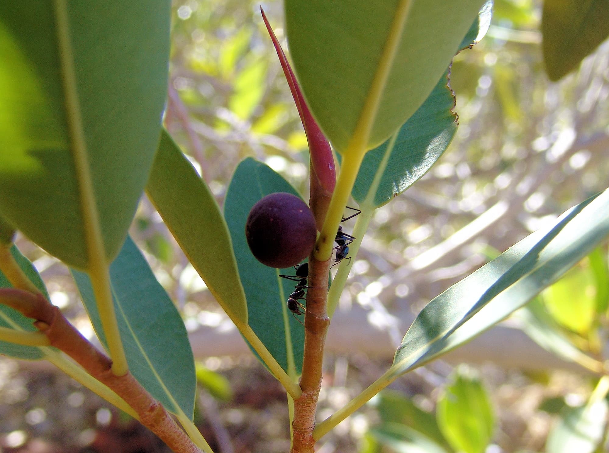 Native Fig (Ficus platypoda), Palm Valley, Finke Gorge National Park