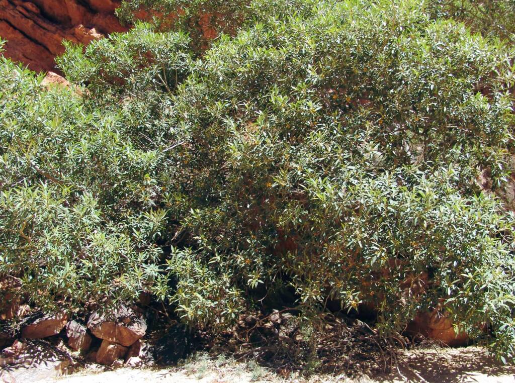 Native Fig (Ficus platypoda), Simpsons Gap