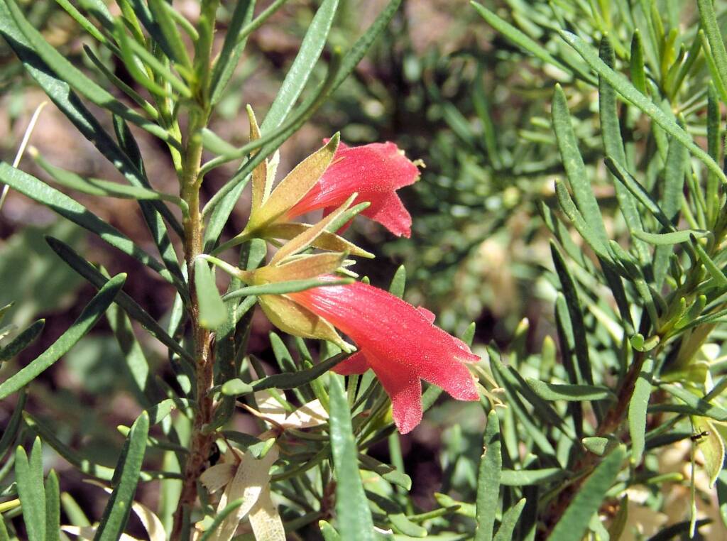Native Fuchsia (Eremophila latrobei var. latrobei)