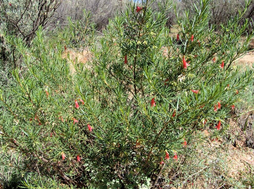 Native Fuchsia (Eremophila latrobei var. latrobei)
