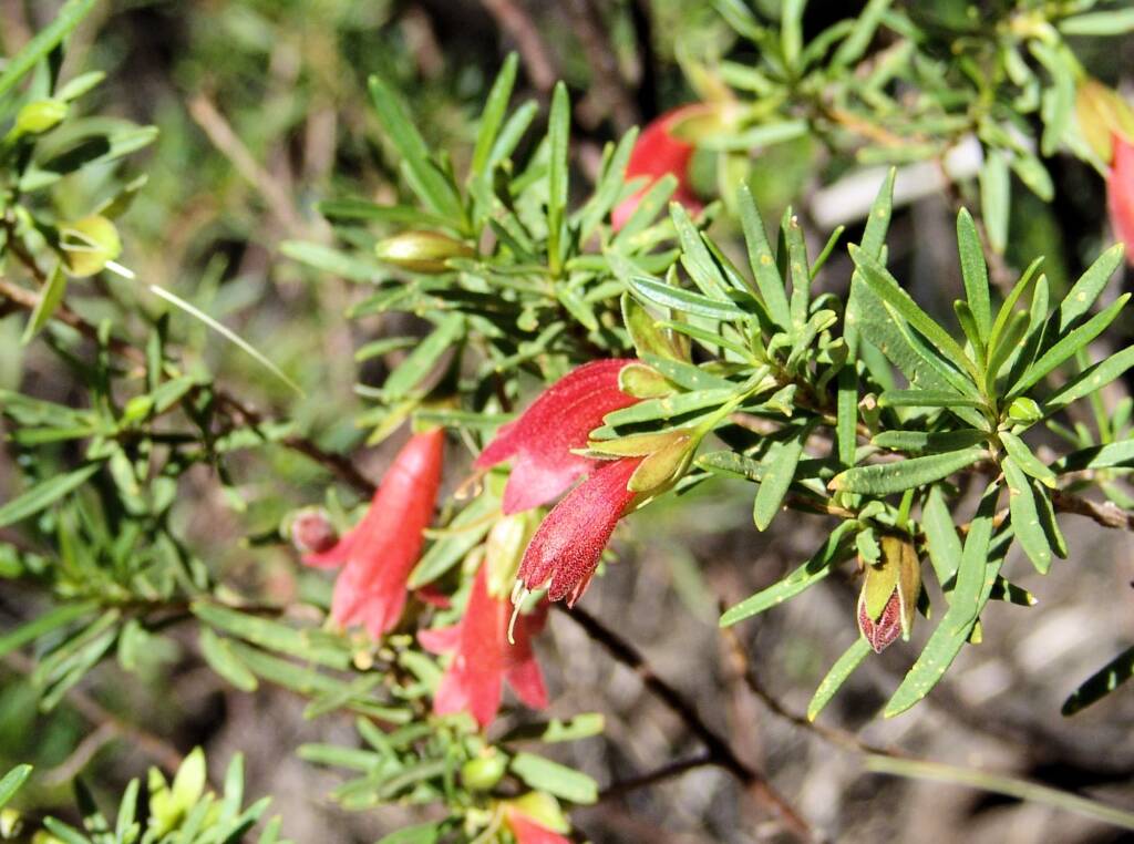 Native Fuchsia (Eremophila latrobei)