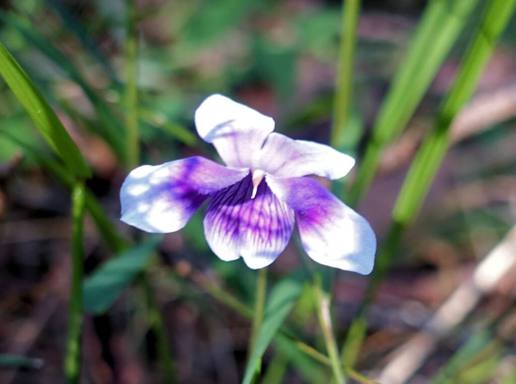 Native violet (Viola banksii), Stony Range Regional Botanic Garden, Dee Why NSW