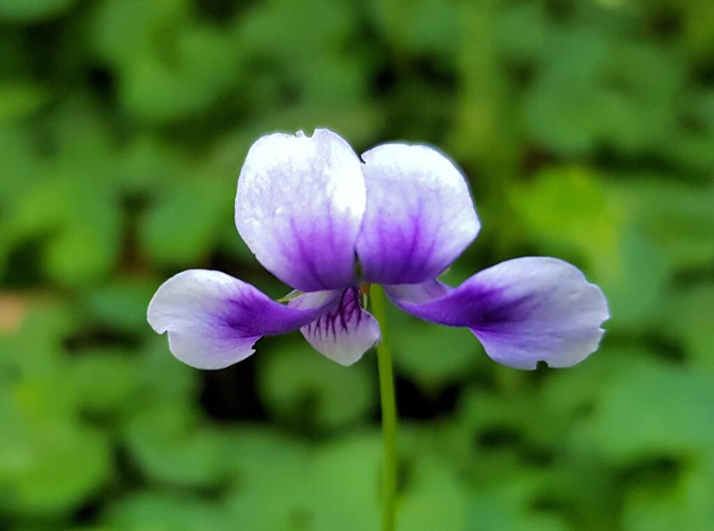 Native violet (Viola banksii), Stony Range Regional Botanic Garden, Dee Why NSW