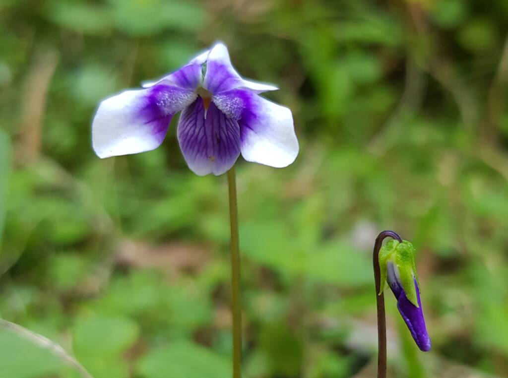 Native violet (Viola banksii), Stony Range Regional Botanic Garden, Dee Why NSWqqq