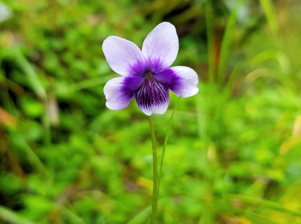 Native violet (Viola banksii), Northern Beaches NSW