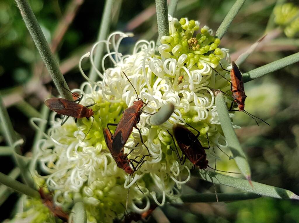 Needlewood (Hakea leucoptera) with Soapberry Bug (Leptocoris sp), Alice Springs NT