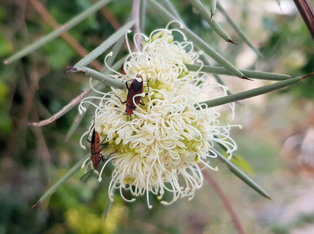 Needlewood (Hakea leucoptera) with Soapberry Bug (Leptocoris sp), Alice Springs NT