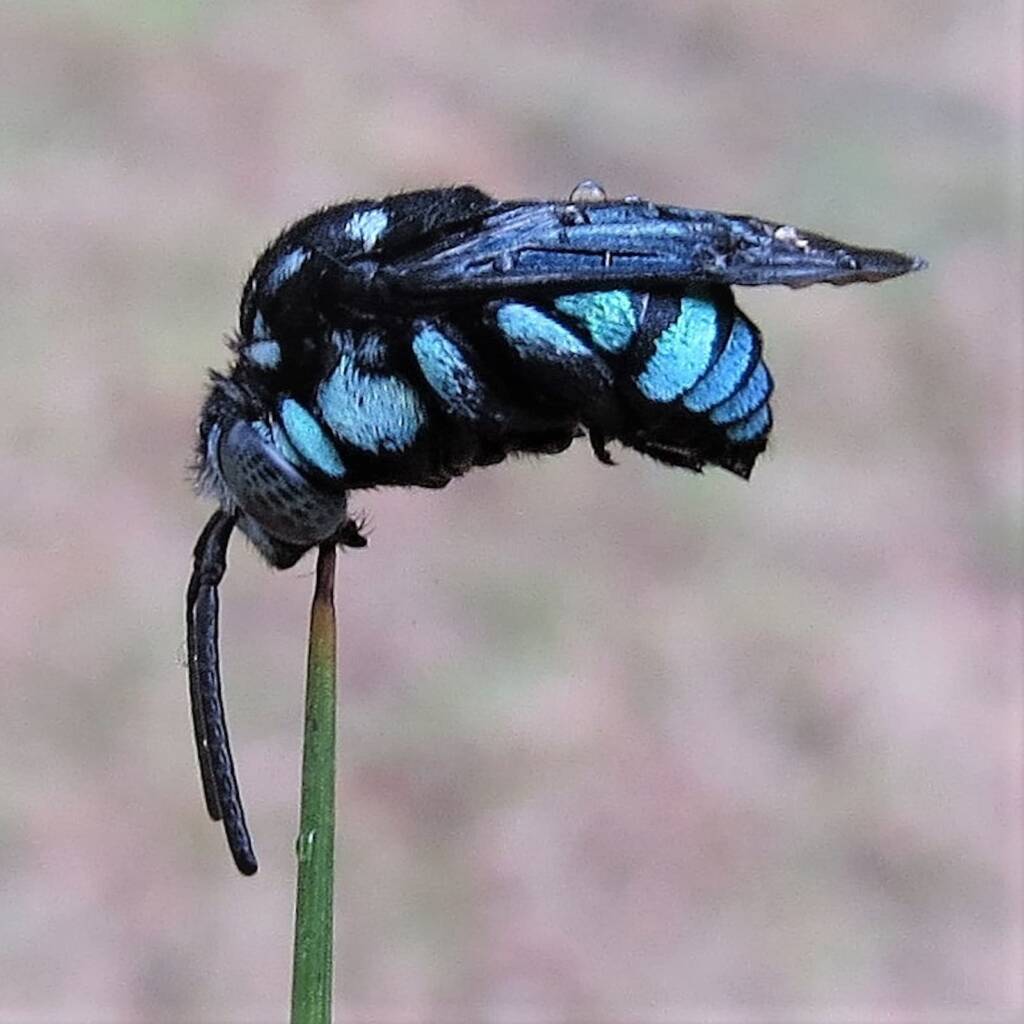 Neon Cloak-and-dagger Bee (Thyreus nitidulus), Wandella NSW © Deb Taylor