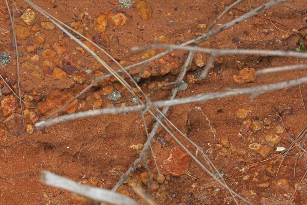 Hard digging for the Neopasiphae mirabilis female (nth of Mullewa on the Carnarvon-Mullewa Rd WA © Marc Newman