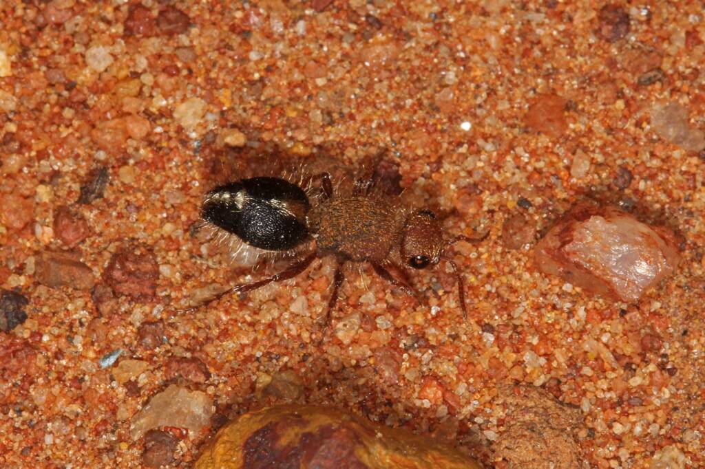 Felt ant (Female wingless Wasp), nth of Mullewa on the Carnarvon-Mullewa Rd WA © Marc Newman