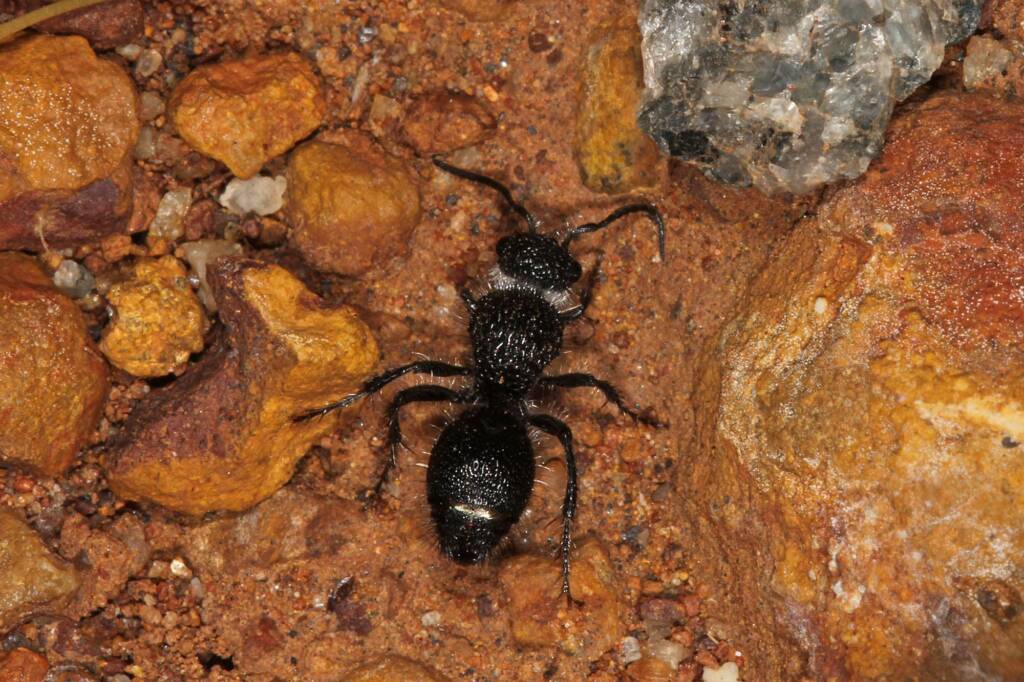 Felt ant, nth of Mullewa on the Carnarvon-Mullewa Rd WA © Marc Newman