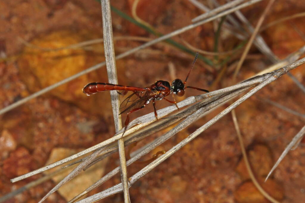 Male Gasteruptiid wasp, nth of Mullewa on the Carnarvon-Mullewa Rd WA © Marc Newman