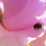 Jewel Beetle (Neospades chrysopygia), Olive Pink Botanic Garden, Alice Springs NT