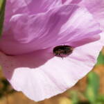 Jewel Beetle (Neospades chrysopygia), Olive Pink Botanic Garden, Alice Springs NT