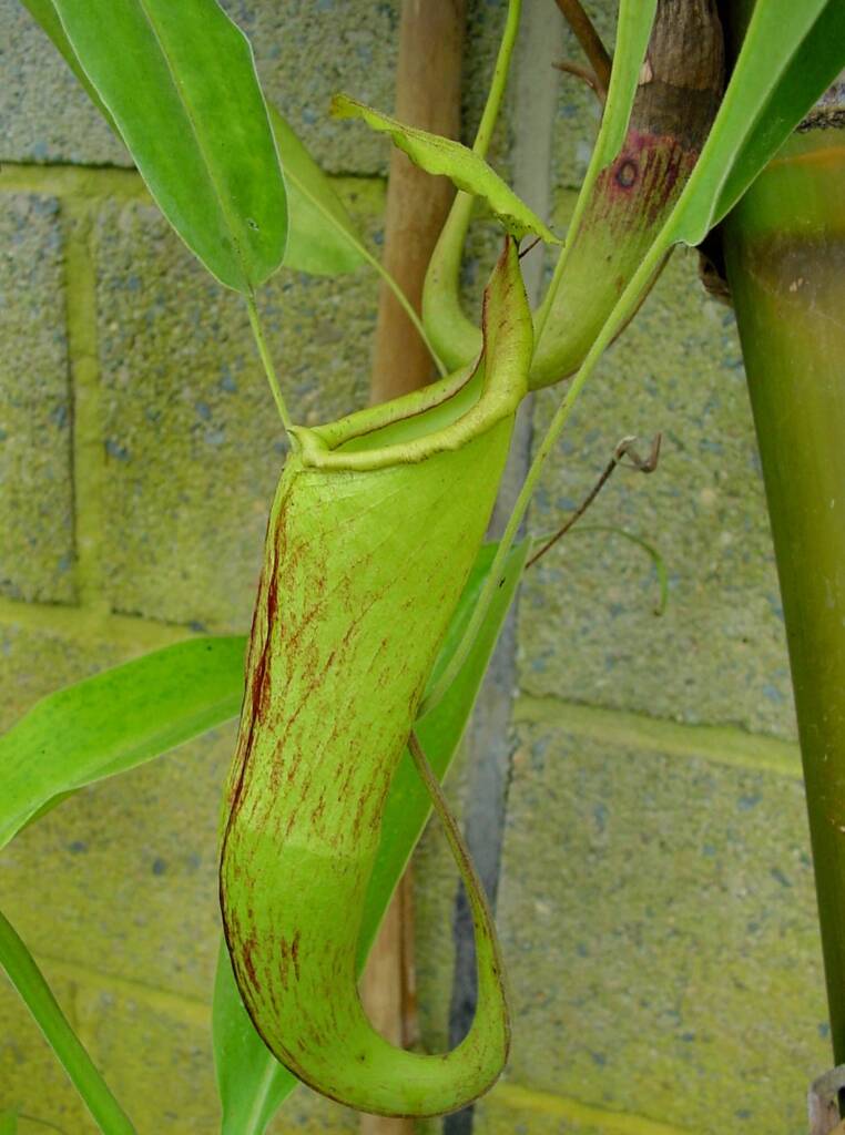 Nepenthes mixta x maxima (Pitcher Plant), Royal Botanic Garden Sydney NSW