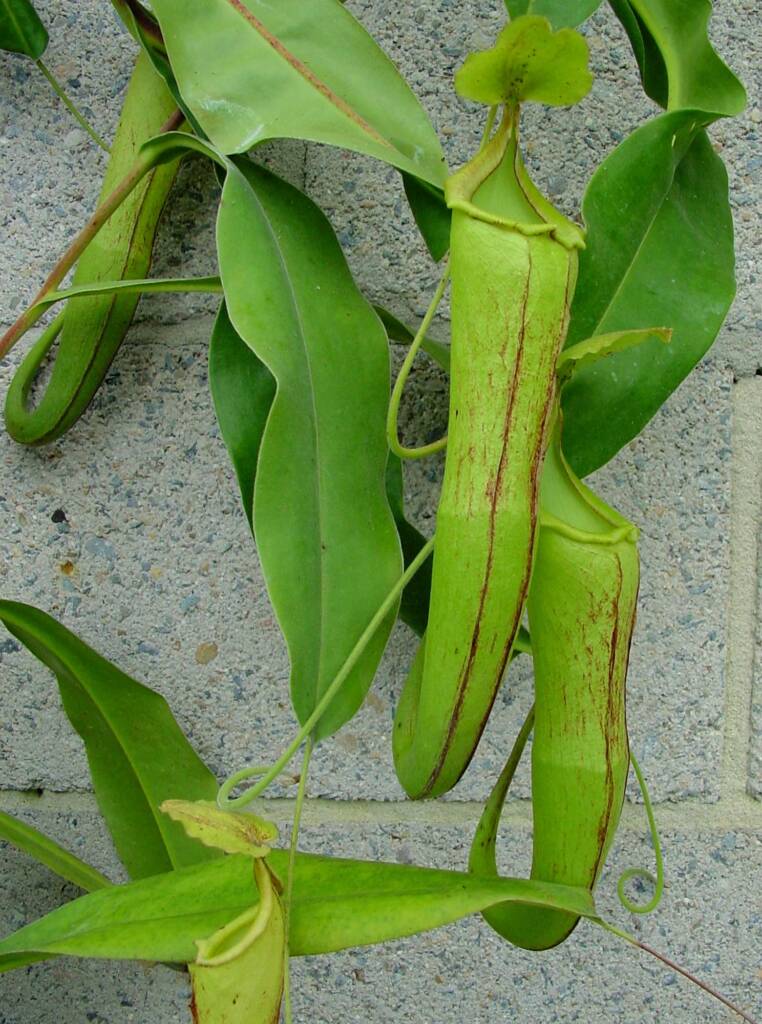 Nepenthes mixta x maxima (Pitcher Plant), Royal Botanic Garden Sydney NSW