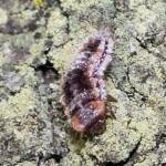Larva of the Net-winged Beetle Lycidae, Seven Hills QLD © Tony Eales