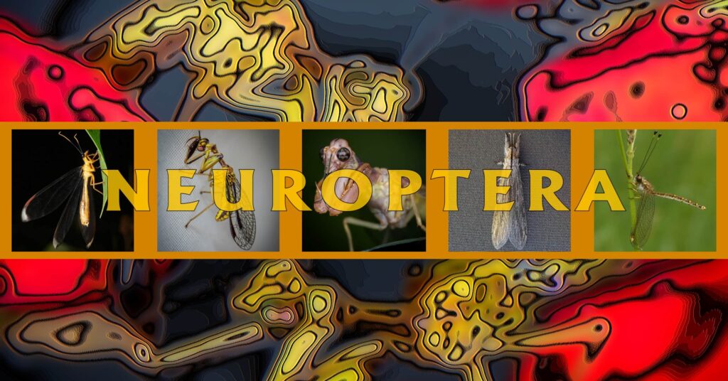 Neuroptera - Ausemade filmstrip