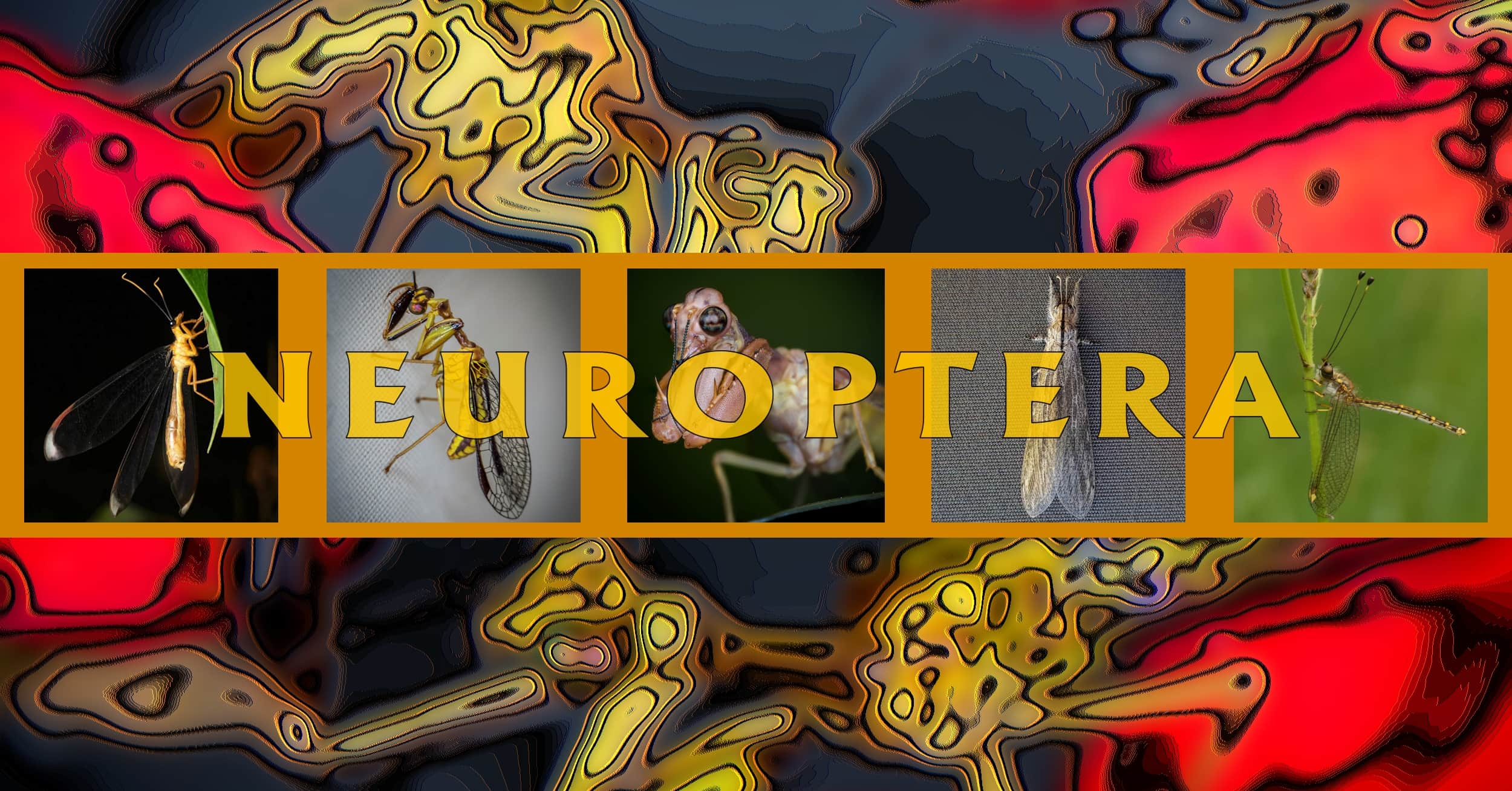Neuroptera - Ausemade filmstrip