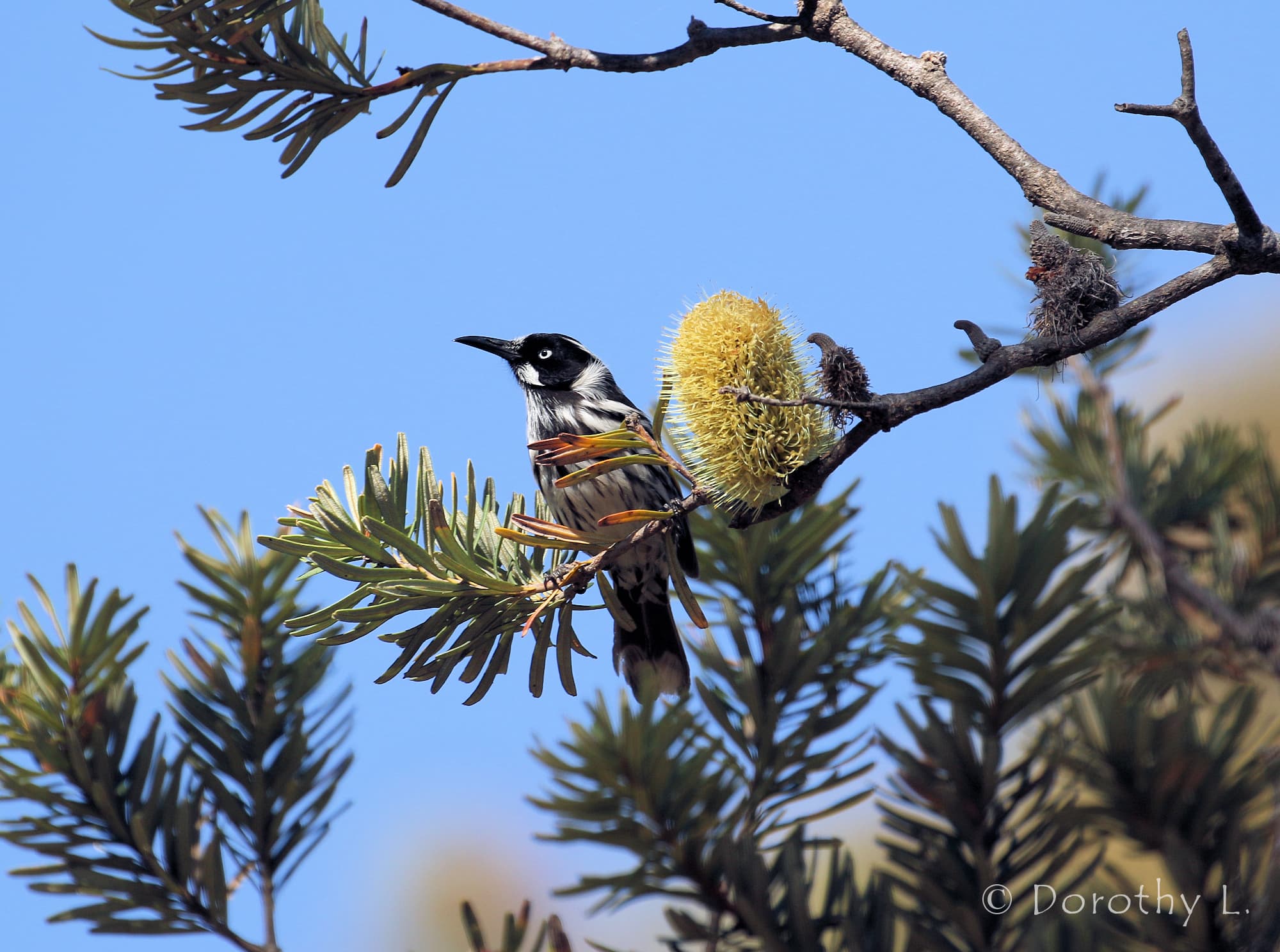 New Holland Honeyeater (Phylidonyris novaehollandiae)