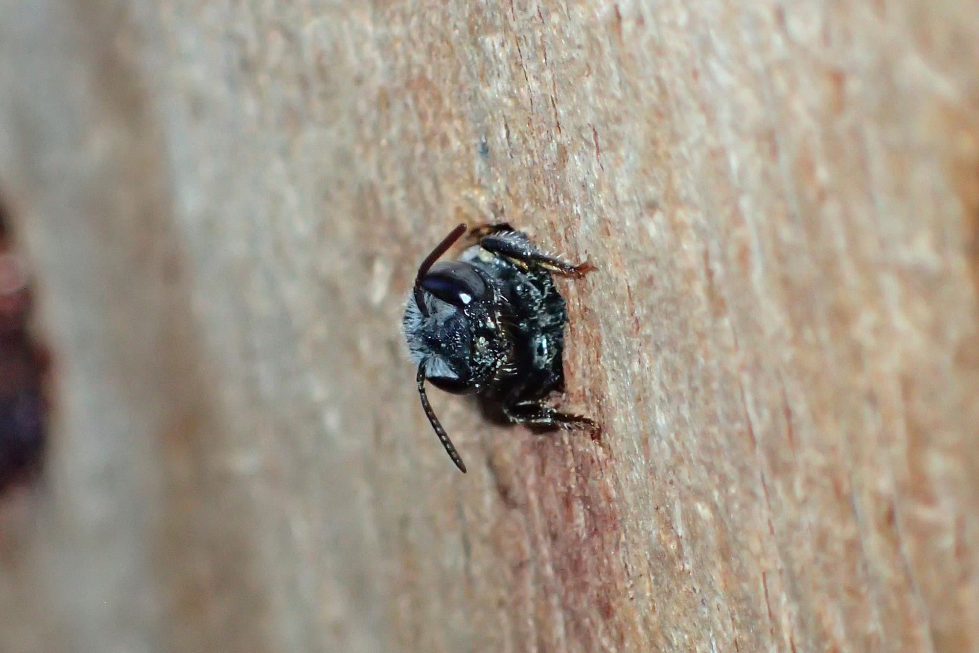 I needed the buzz of a New Bee fix…