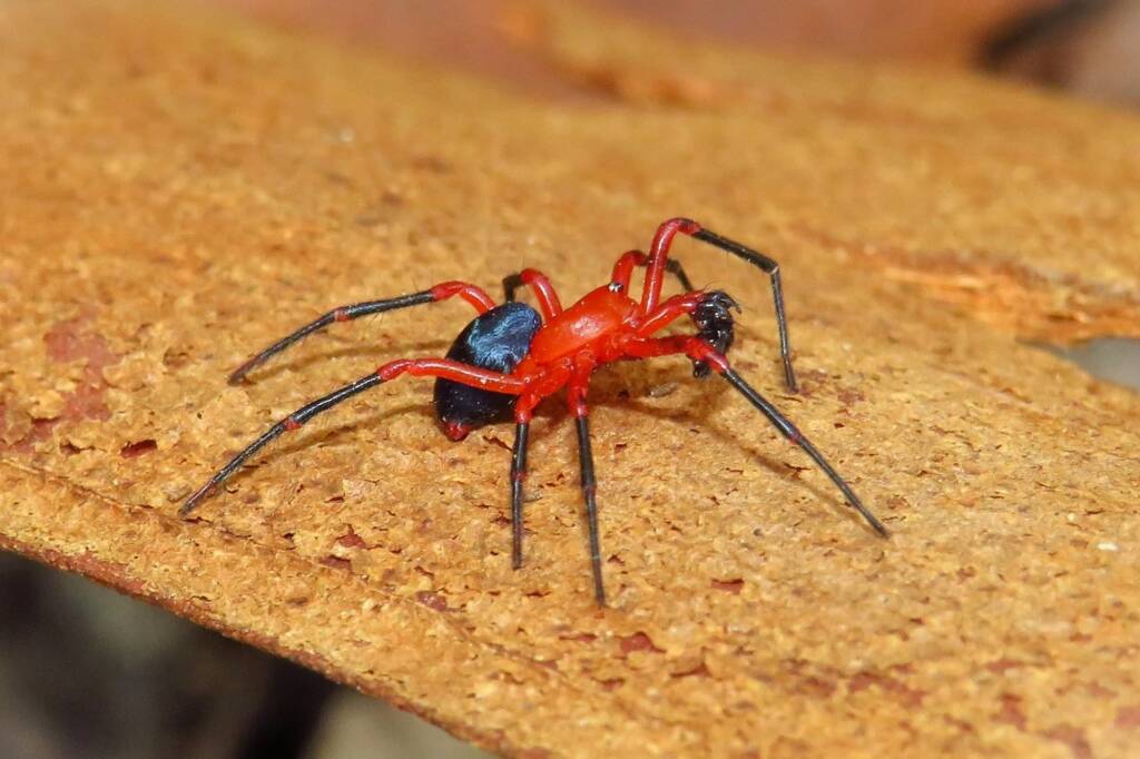 Nicodamidae (Red and Black Spider), Wallaga Lake NSW © Deb Taylor