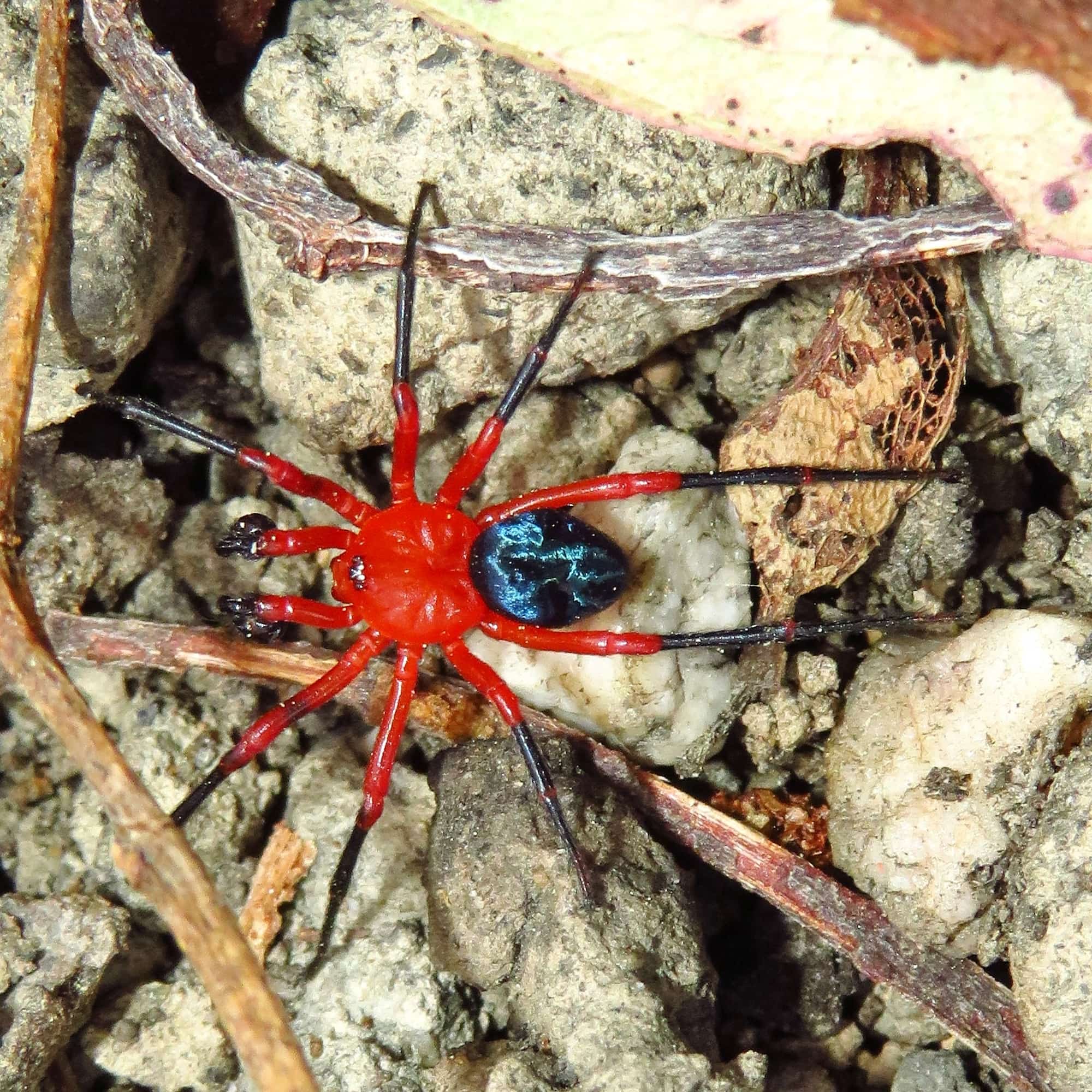 Nicodamidae (Red and Black Spider) - Ausemade