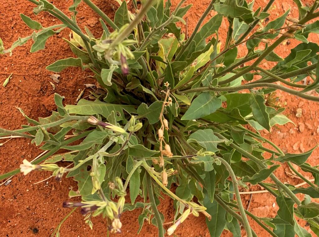 Native Tobacco (Nicotiana megalosiphon subspecies sessilifolia), Alice Springs Desert Park NT