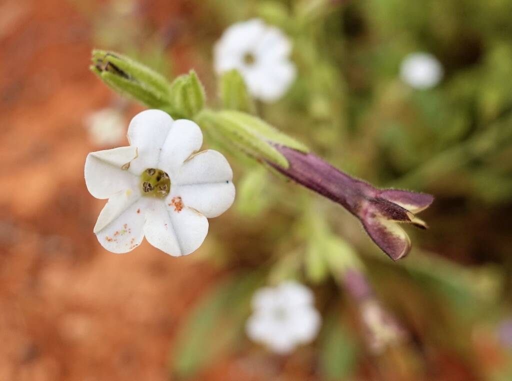 Native Tobacco (Nicotiana megalosiphon subspecies sessilifolia), Alice Springs Desert Park NT