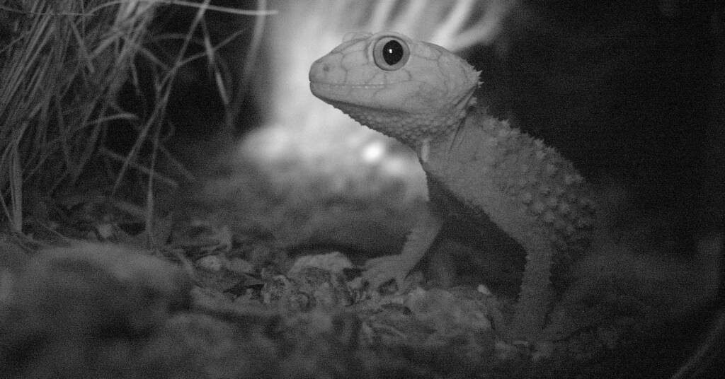 Knob-tailed Gecko (Nephrurus amyae), Alice Springs Desert Park