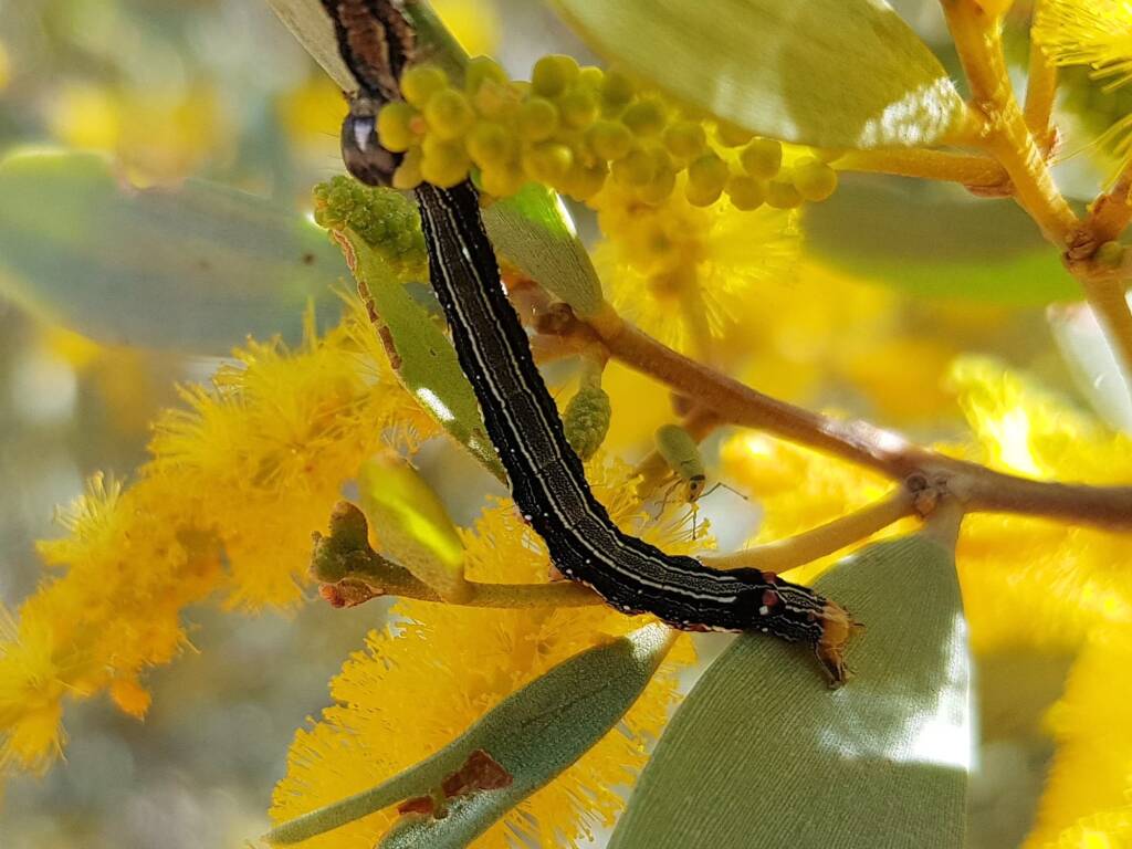 Noctuinae (Cutworms and Dart Moths) on Acacia kempeana (Witchetty Bush), Alice Springs Desert Park NT