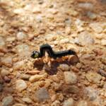 Subfamily Noctuinae (Cutworms and Dart Moths), Alice Springs Desert Park NT