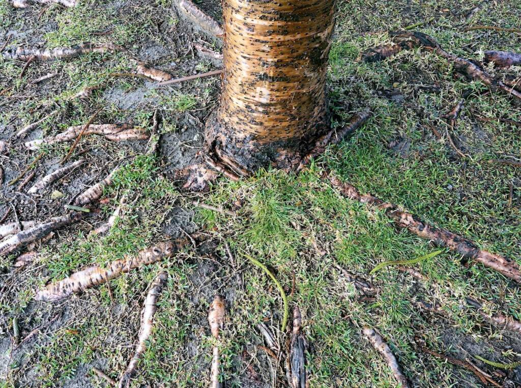 Norfolk Island Pine (Araucaria heterophylla), Northern Beaches NSW