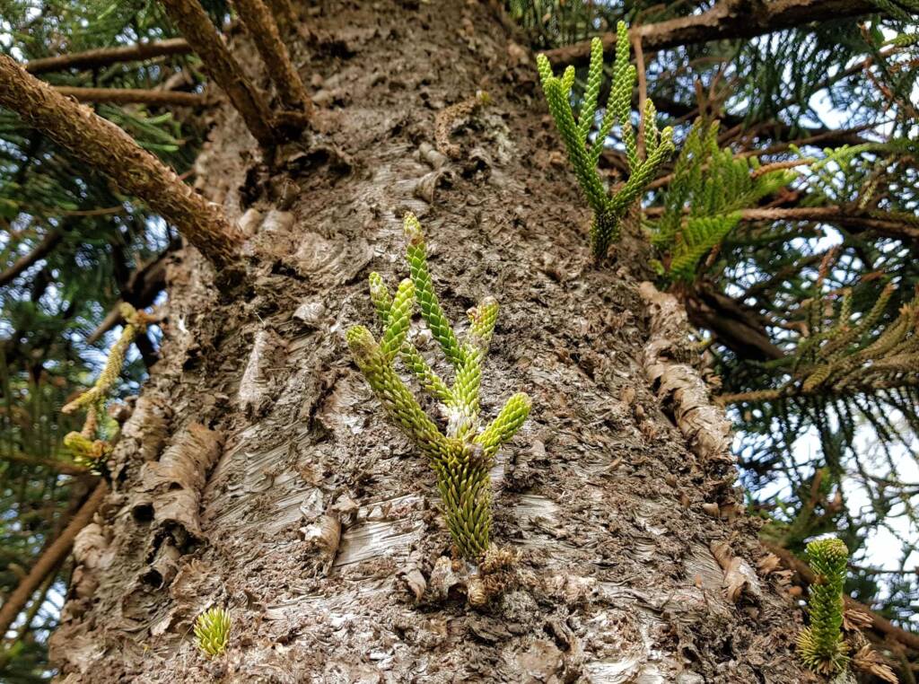 Norfolk Island Pine (Araucaria heterophylla), Northern Beaches NSW
