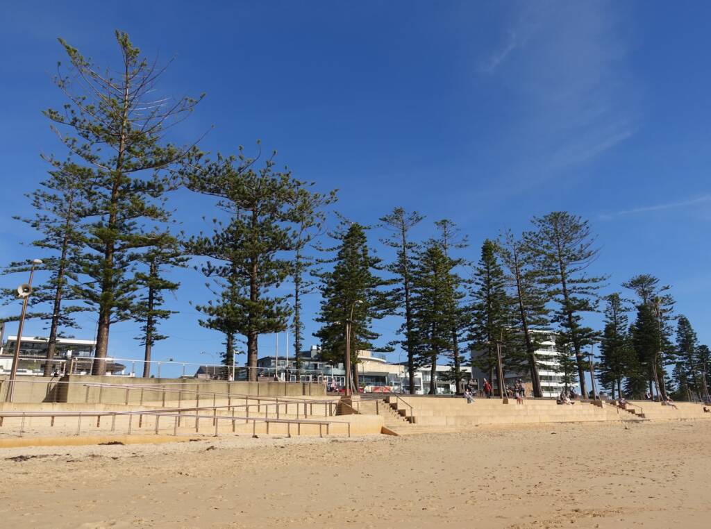 Norfolk Island Pine (Araucaria heterophylla), Dee Why Beach, Northern Beaches NSW