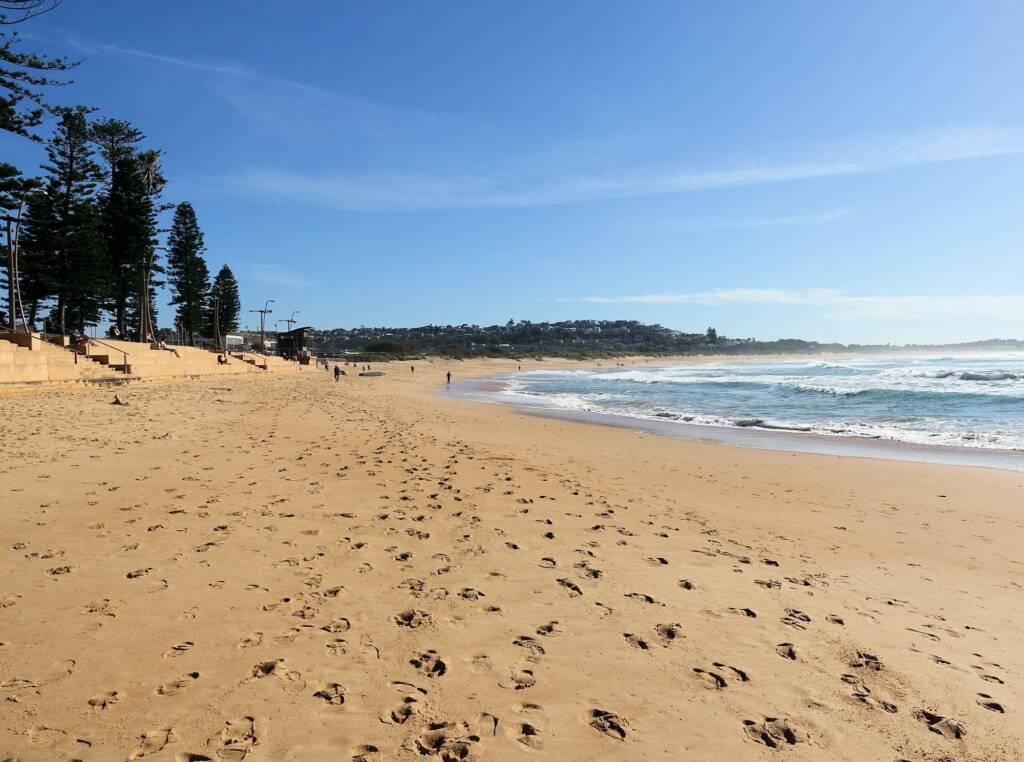 Norfolk Island Pine (Araucaria heterophylla), Dee Why Beach, Northern Beaches NSW