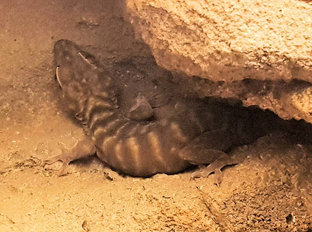 Northern Giant Cave Gecko (Pseudothecadactylus lindneri), Alice Springs Reptile Centre
