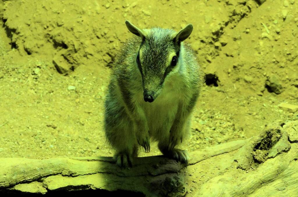 Numbat (Myrmecobius fasciatus), Alice Springs Desert Park